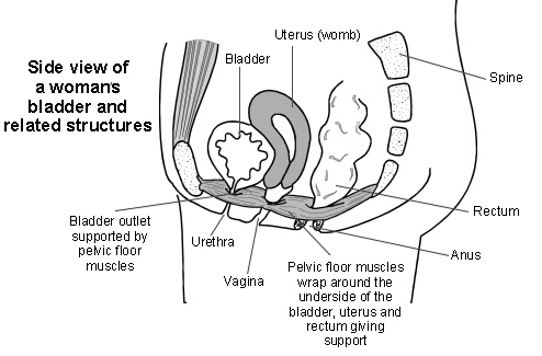 pelvic floor