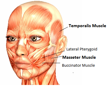 muscles in the head